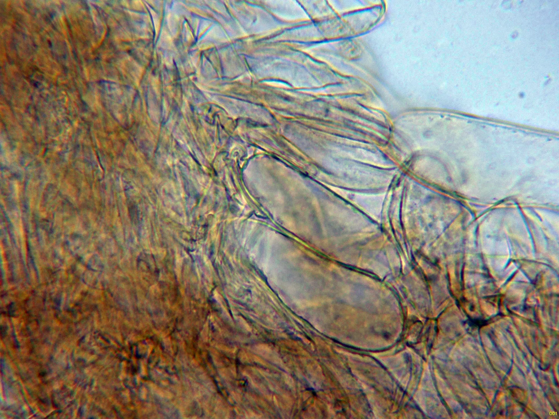 10 - Subpellis agua-001